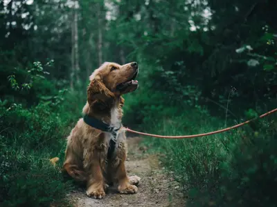 Dog on leash on trail