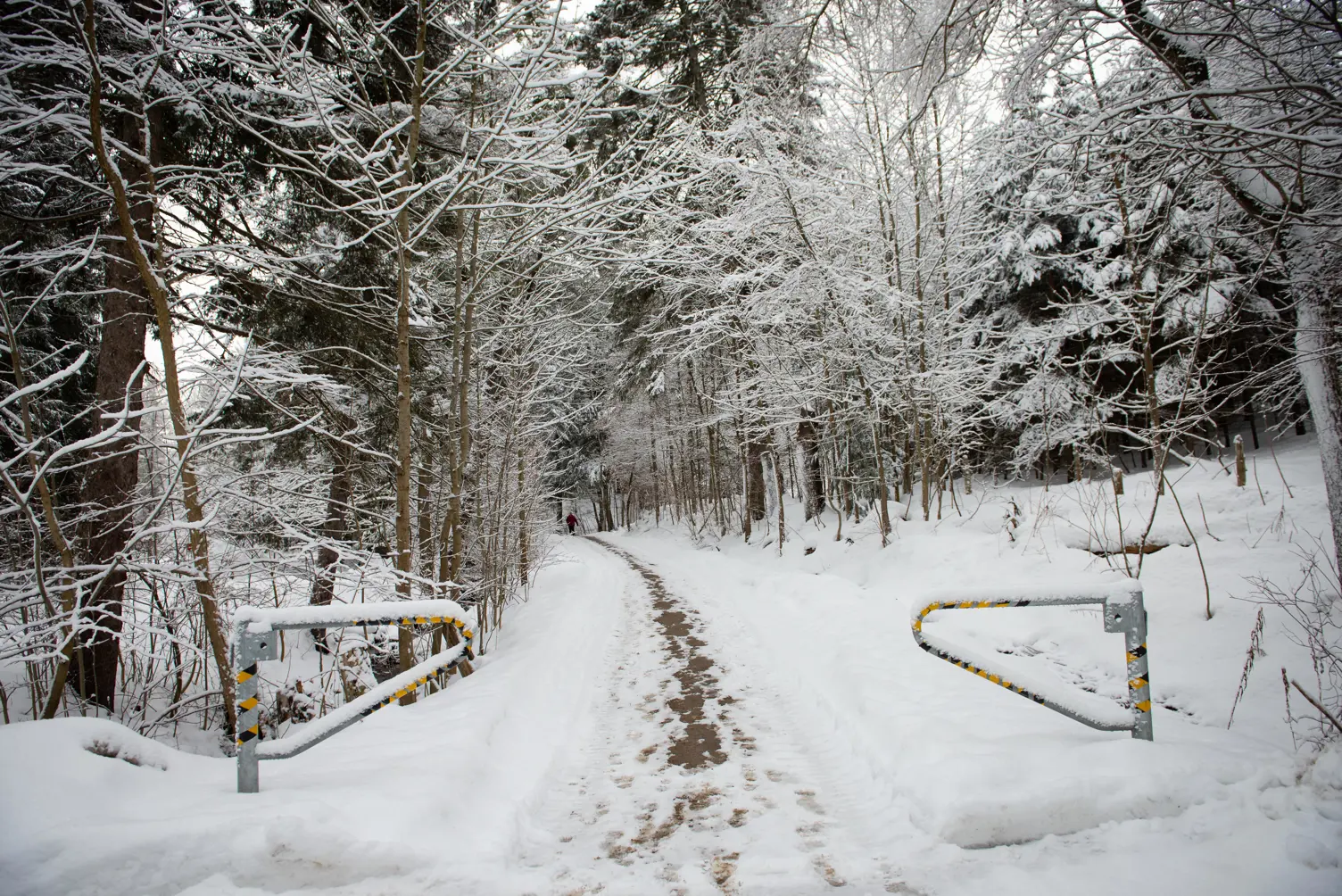 Trail in winter