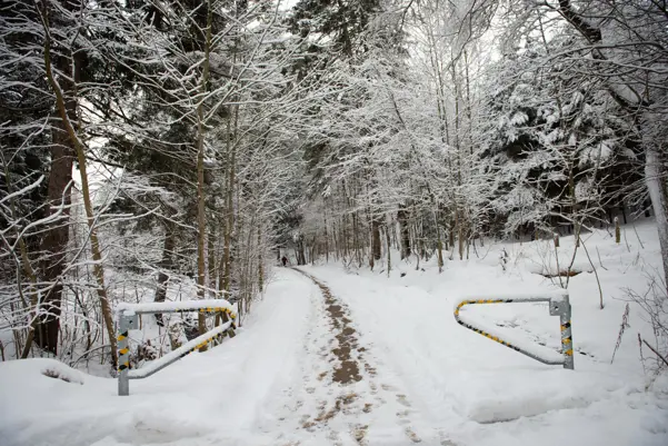 Trail in winter